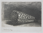 Rembrandt, <em>Connus marmoreus,</em> (1650) by Rembrandt van Rijn